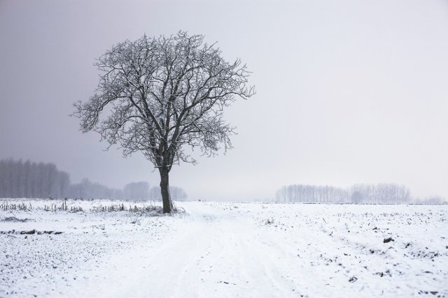 snow with tree